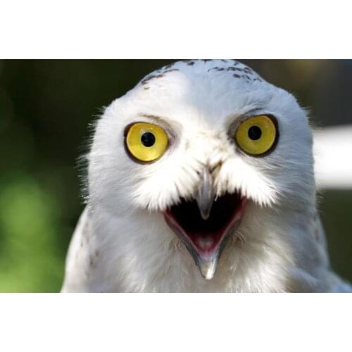 Nice Snowy Owl Animal Poster Silk Fabric Wall Art Poster Print Painting Nature Decoration Pictures Modern Home Decor Poster