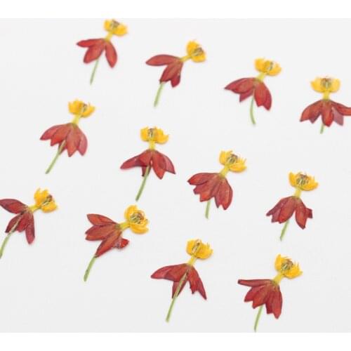 12pcs Pressed Dried Dancing Flower Plant Herbarium For Jewelry Bookmark Postcard Phone Case Photo Frame Scrapbook DIY