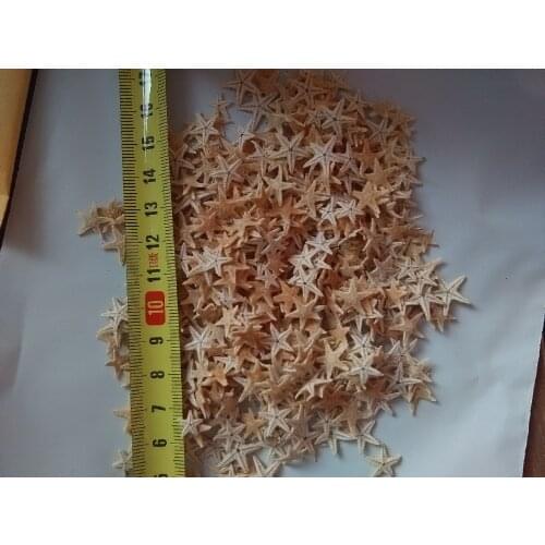 Hot new Mini Natural starfish sea conch shells100pcs/lot Natural sea star Ornament Accessories wedding decoration0.5-2cm