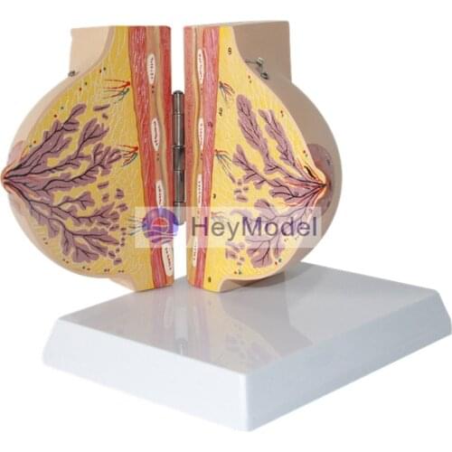 HeyModel Mammary Gland in Resting Period