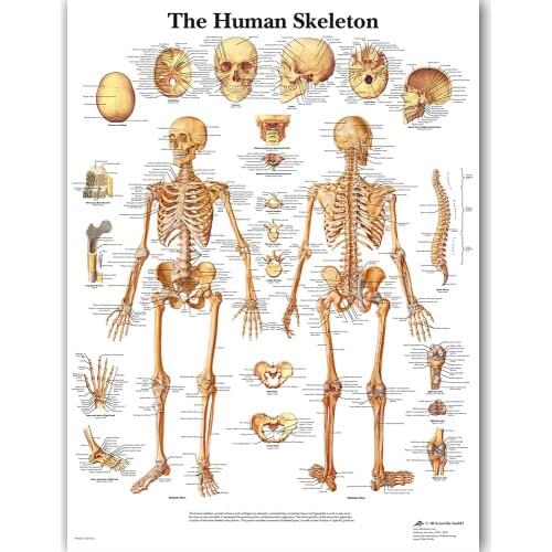 WANGART Human Chart Poster Map Canvas Painting Wall Pictures for Medical Education Doctors Office Classroom Home Decor JY0821