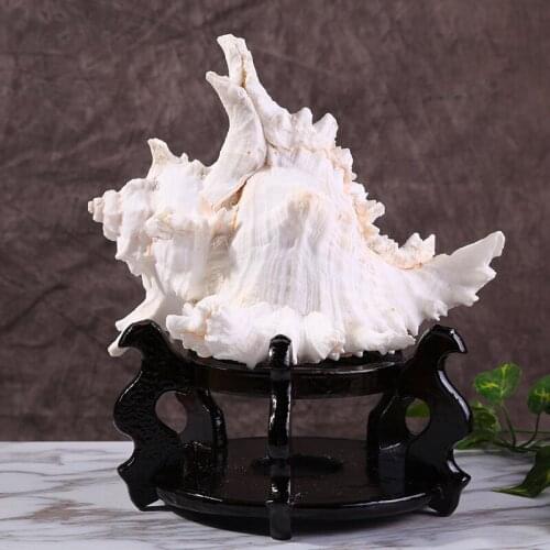 Natural sea shell thousand hand places adornment handicraft fittings aquarium fish tank make scenery to live in Mediterranean