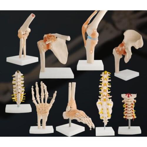 Human Knee Joint Function Model Shoulder Joint Elbow Joint Hand Joint Foot Joint Hip Joint Movable Bone Model