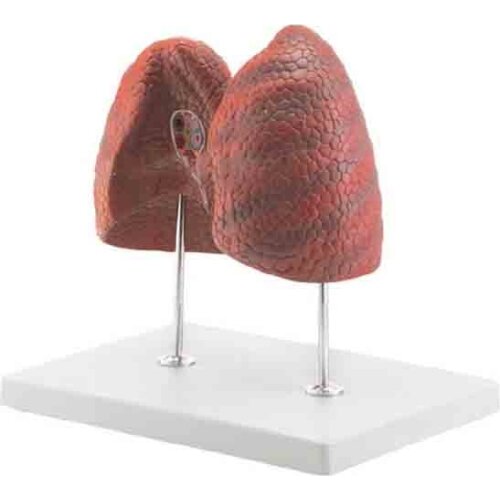 SMD0593 Anatomical Model of Left and Right Lung