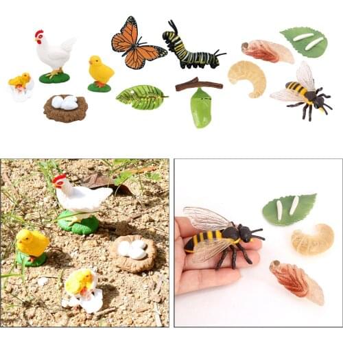 3 Set Plastic Insects Growth Life Cycle Pre-school Cognitive Toy Role Play