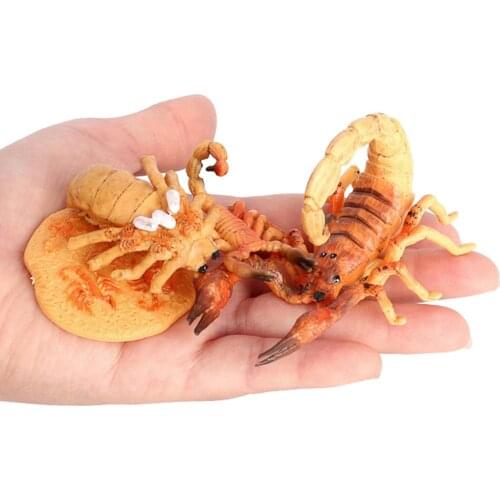 Realistic Scorpion Figure Nature Insects Life Cycles Growth Model Game Prop