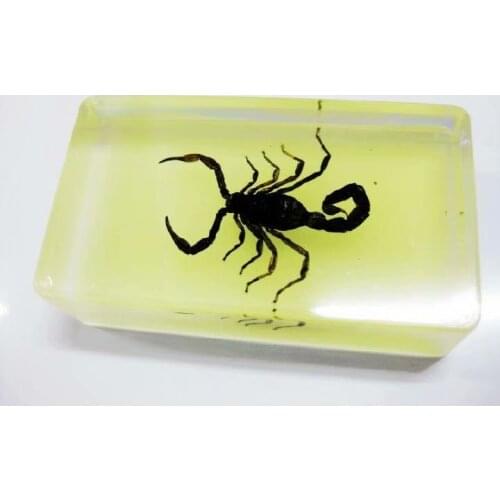 FREE SHIPPING Discount Sale Creative MO 18 fashion Specimen Books Tools Home Decorative Gift