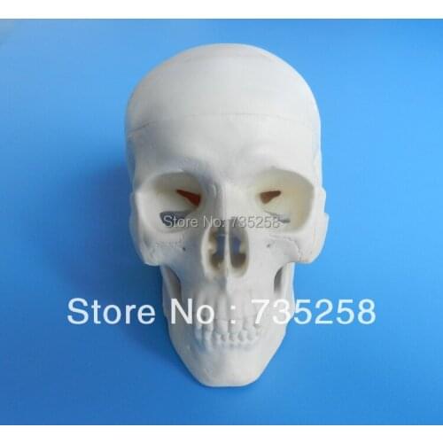 Miniature Plastic Skull ,Small Skull Model ,Delicate Skull Model