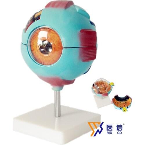 6X Eyeball Enlargement Model quality Eye Anatomy Model