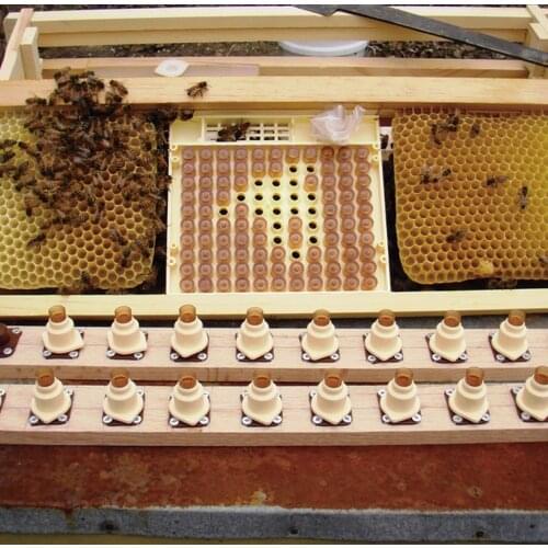 1 Set| Nicot Bee Queen Rearing Kit Plastic Beekeeping Tools HoneyBee Larva System Move Worms for Beekeeper