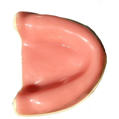 Maxillary Non Dental Model Dental Consumables Oral Cavity Dental Implant Practice Prop Medical Instrument Tools