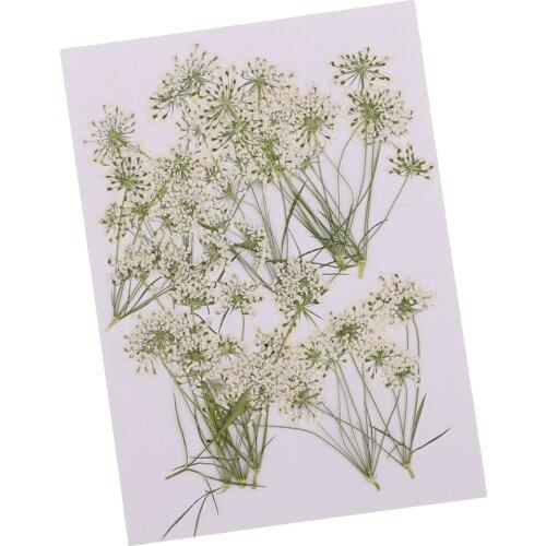 Variety Natural Dried Flowers Pressed Leaves Craft DIY Jewelry Making Phone Case