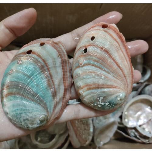 Colorful natural conch shells abalone shell shellfish aquarium fish tank decorative landscaping floor wall stickers Decoration