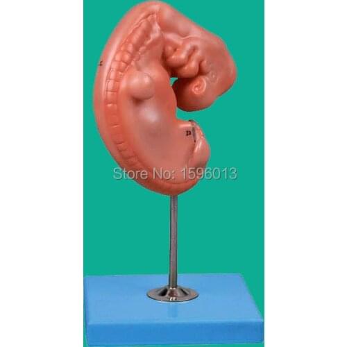 Embryo model,Embryo enlargement model,Anatomical Model of Embryo