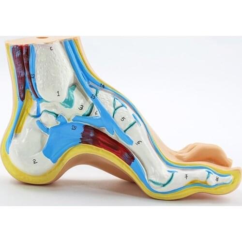 Human Feet Anatomy Skeleton Model Normal/Flat/Arched Foot for Teaching Demonstration