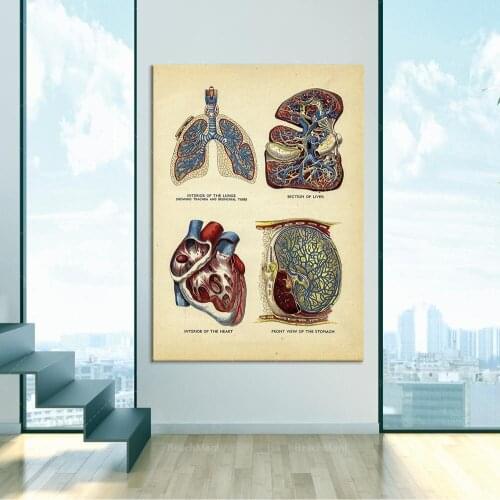 The interior of the heart, lungs, liver and stomach, medical art, student impression, home decoration of doctors, heart posters