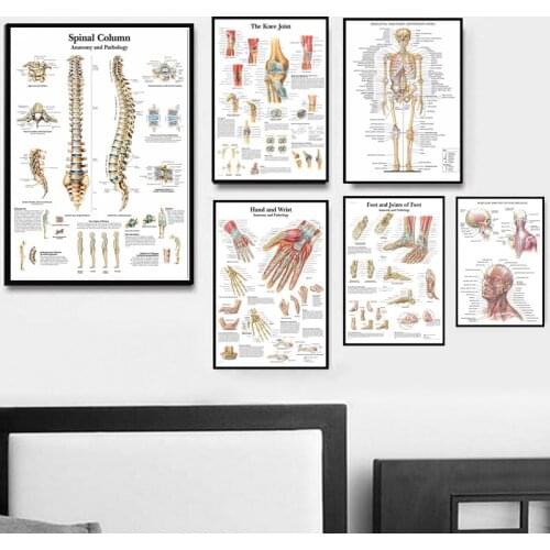 Poster And Prints Anatomy Human Body Medical Spinal Column Knee Joint Foot Painting Art Wall Pictures For Living Room Home Decor