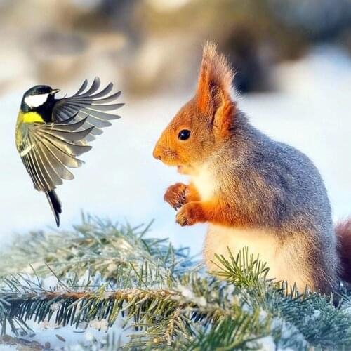 Full DIY Diamond Painting kit Squirrel bird Cross Stitch Diamond Embroidery Patterns rhinestones Mosaic home decor