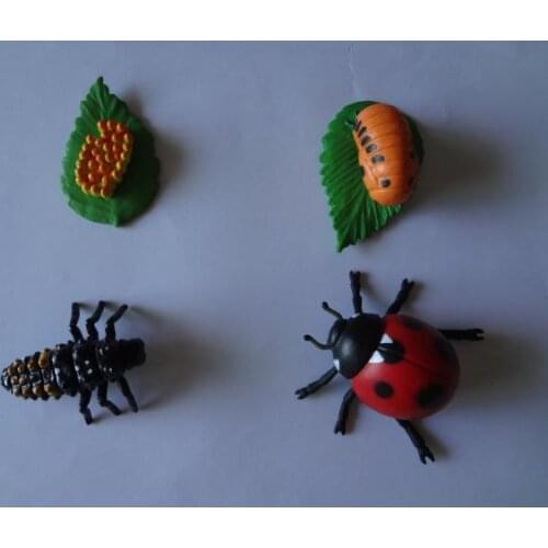 Pvc figure Genuine simulation model toy ladybug life cycle set
