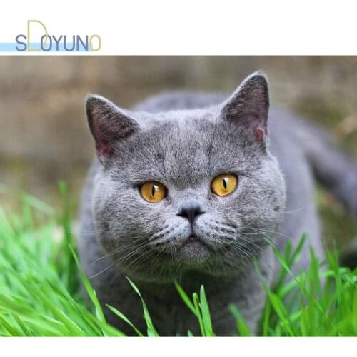 SDOYUNO 60x75cm Painting By Numbers Kits Cats Frameless Paint By Numbers Animals DIY Digital Canvas Painting Home Decoration