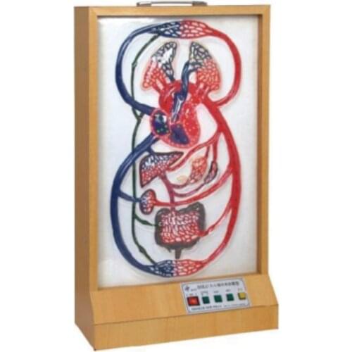 Microcomputer Human Cardiac Cycle And Greater Small Blood Circulation Model BIX-A1074 WBW199