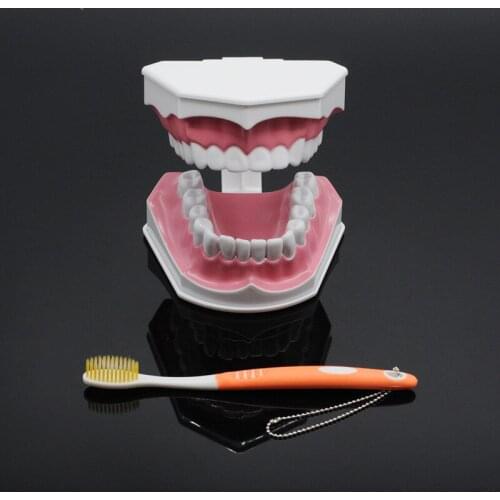 Child Kid Teaching Study Tooth Care Teaching Model instrument For Dental Clinic