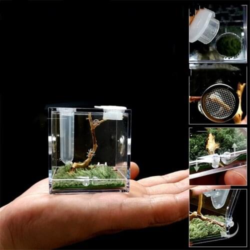 Small Insect Breathable Terrarium Transparent Reptile Breeding Box Acrylic Entis Acrylic Assembled Eco Box Black Widow Spider