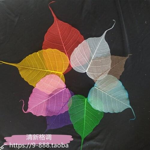 5.5cm Natural white Bodhi leaf vein Branch dried Flower wedding flower Dry flower Preserved Flower home decoration