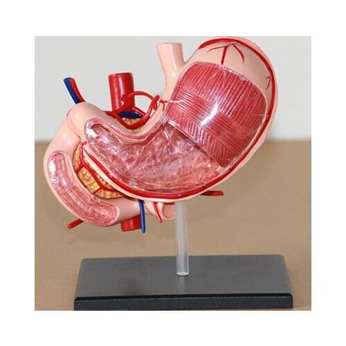 4D human Stomach Dissection model Human organ 13X10X11CM free shipping