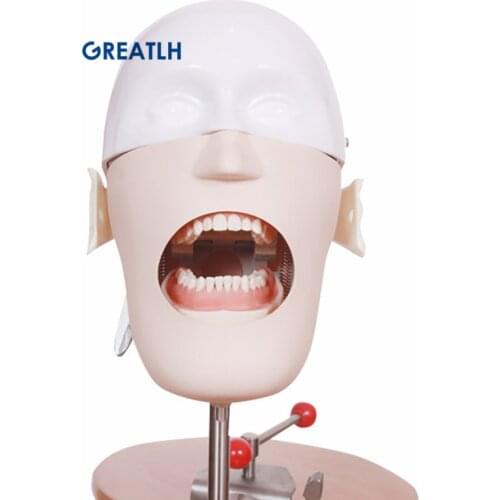 Dental Head Model Training Simulator Practise teeth model Dental Manikins Phantom Model for Dental Teaching Model