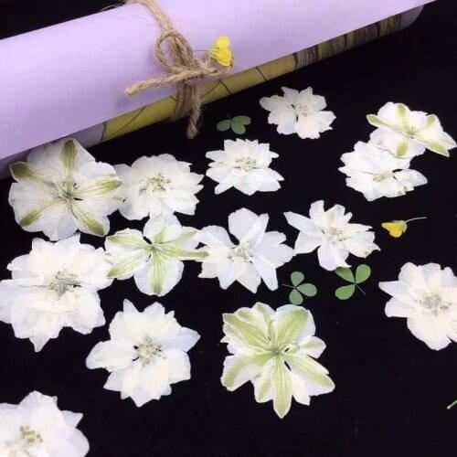 24PCS,Nature Pressed Fresh Flower,Eternal Plant for DIY Wedding invitations Bookmark Gift Card,Flores secas Facial Decoration