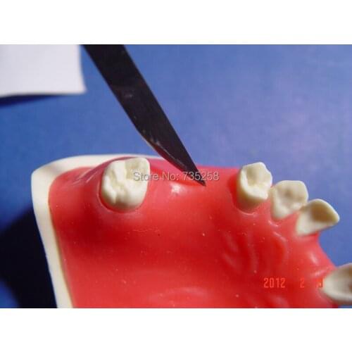 Tooth Planting Practice Model,Gum Fill Planting Practice Model,Missing Teeth Planting Skill Training Model