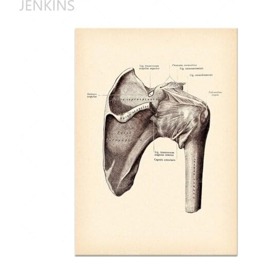 Physical Therapist Gift poster Anatomy Art Knee Joint Shoulder Joint Finger Joint Skeleton Bones Chiropractic Clinic Decor