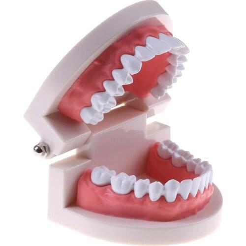 Soft Gums for 28 teeth Dental Tooth Model Early Childhood Teaching Model The Teaching Model Of Oral Teeth In Children