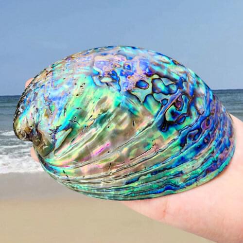 New Zealand Symphony Abalone Shell Natural Polishing Conch Specimen Jewelry Display Stand Aquarium Landscapng Beach Weding Decor