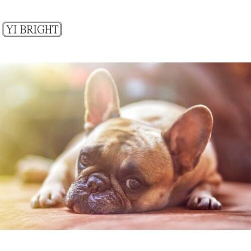 Mosaic Diamond DIY 5D Diamond Painting Bulldog Full Square Diamond / Round Cross Stitch Home Decoration