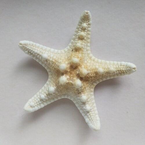 Hot Selling 6Pcs/set White Finger Sea Star Sea Fish Beach 6-7cm Ornaments Craft For Home Party Wedding Decoration Gift toys