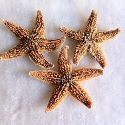 Wholesale natural Starfish Finger starfish home decoration Marine style wedding steamed bun starfish sea star crafts