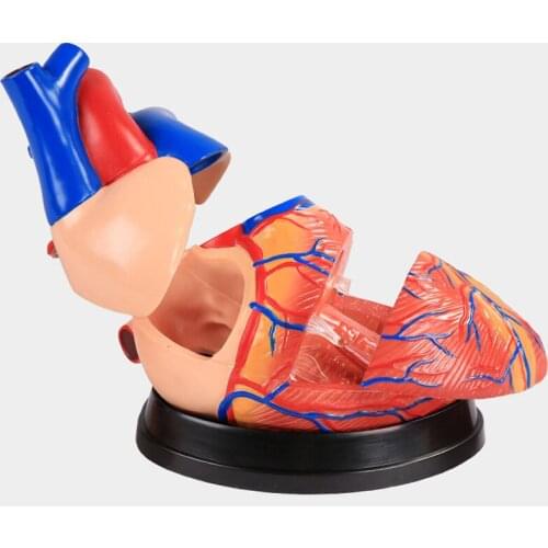 Chinon Human Heart Anatomical Detachable Disassembled Viscera Organs Models Medical Science Supplies Teaching Tools BIX-A1067