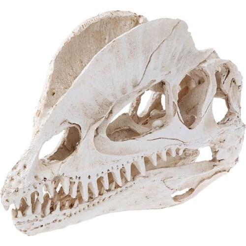 Dilophosaurus Dinosaur Skull Resin Crafts Skeleton Teaching Model Halloween Home Office Decoration Drop Shipping