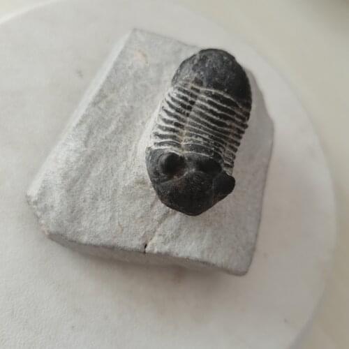 Natural Fossil Trilobite Tail Animal Coral Trilobite Science Collection Insect Stone Teaching Crown Science Tail Specimen E9A3