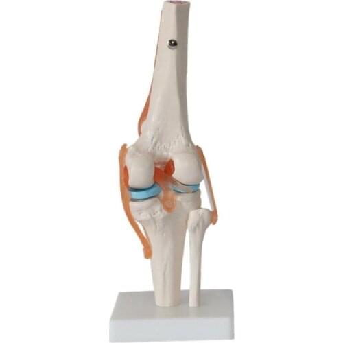 1:1 Lifesize Human Knee Joint Anatomy Model Medical Science Teaching Resources Dropshipping