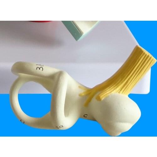Human Cochlear Model Ear Model Medical Teaching Classroom Supplies Medical Supplies