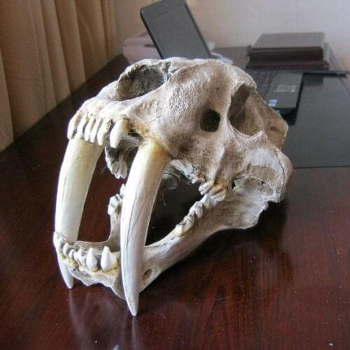 American Ancient Animals 1:1 High Quality Saber Tooth Cat Tiger Skull Sabertooth Smilodon Fatalis Model
