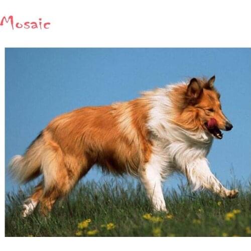 Square Diamond painting cross stitch kit mosaic diamond Collie dog pictuers puzzle sticker pet,Diy Full Diamond Embroidery dog