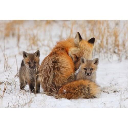 Full Resin Square Diamond Painting Fox Cross Stitch Kits 3D Diamond Embroidery Needlework Mosaic Kit Home Wall Decoration D005