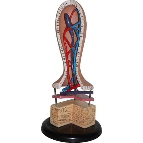 Human Intestinal Villus Model Capillary Lymphatic Vein Anatomy Intestinal Villus Anatomy Vessel Anatomical Model