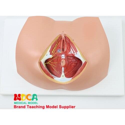 MMNXT005 Teaching of Perineal Anatomical Model Medicine for Female Genitourinary Anorectal Neuromuscular Gynecology