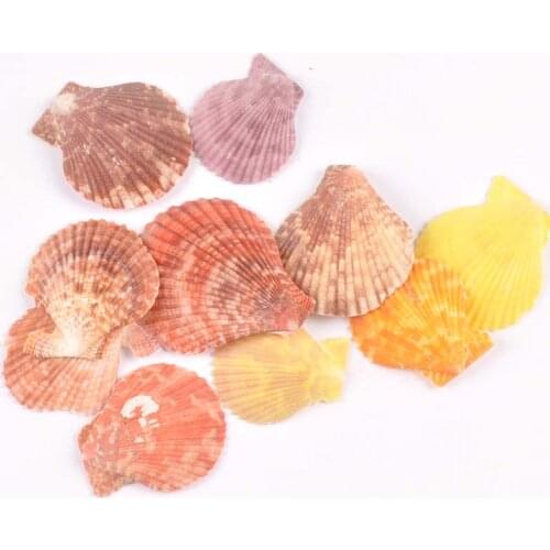 No Hole Sector Natural Shell DIY Beach Decoration For Home Scrapbook Seashells Handmade Craft Accessories 10pcs 35-50mm TR0221