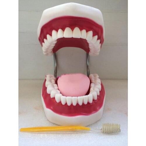 Dental lab instrument for Tooth Care child kid Dental Teaching Study Model Adult Standard Typodont Demonstration